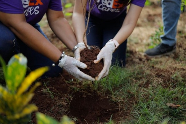 Tree plantation - FedEx Express